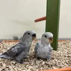 فروخ ببغاء كنيور بادجي روز سيريلاك أقفاص