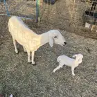 شاه خلفه