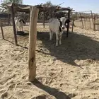 حسيل و حسيلة