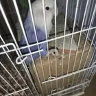 طيور روز للبيع مع القفص