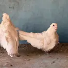جوز حمام كشكشي تم البيع