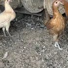 دجاج فيومي اورنج