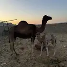 خلفه مصغر حمرا دهما ساحليه