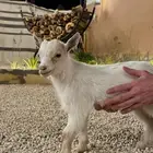 ماعز قزم