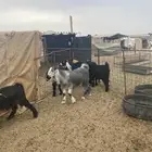 تيوس وجفار مندي طيبه