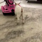 تيس ماعز قزم بيور