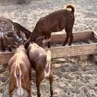 تيوس محايليه