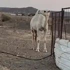 لقحه عفراء بكر طيبة