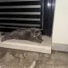 القط ضايع