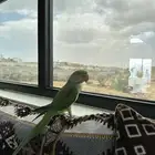 ببغاء درة نيبالي