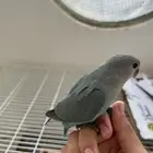 للبيع فروخ روز اليفه نهايت غر يكسرن الحب ويطيرن