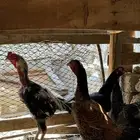 دجاج فارسي