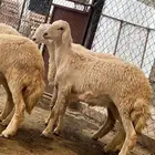 رخال