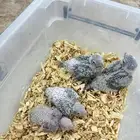 فروخ كنيور اناناس حجم وتقبل الغر بسهوله