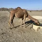 ناقه حايل جزر للبيع