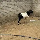 تيس فحل للبيع