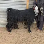 فحل عارضي شرررط