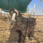 تيس ثني