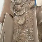 سمان. فري. للبيع منتج الصامل يجي  دجاج فيومي بياض