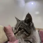 قط صغير للبيع