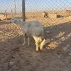 شاه حرية حايل الموقع ملهم