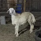 ذبيحه