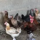 دجاج بياض للبيع