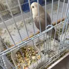 زوج روز مع الفروه