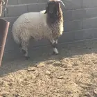 مشروع فحل نعيمي