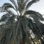 نخل
