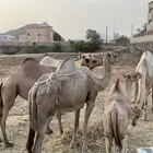 ابل للبيع