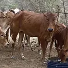 بقره بلدي فخر