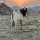 تيس فحل