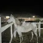الخيل العربي الاصيل جزيري