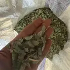 سدر