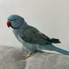 ببغاء درة هولندي ازرق