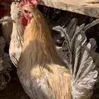 ديوك فيومي جولد ولوهمان