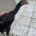 دجاجة شامو الماني