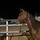 للبيع مهر عربي شعبي