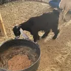 جفره لبانيه طيبه فل شحم