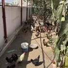 ديكة بلدي ذكور فقط