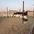 للبيع بهم حري العدد 12