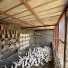 حمام فرنسي انتاج 60 جوز تقريبا