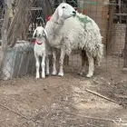 حبص صنف الصنف فاخر من الاخر