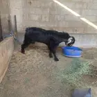 تيس عارض شرط