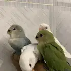 طيور روز وبادجي