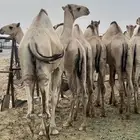قعدان مفاريد كفو للبيع التواصل