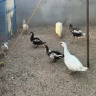 بط بح وبكيني