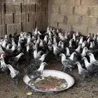 دجاج فيومي