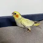 للبيع كروان فرخ عمره شهر ونص